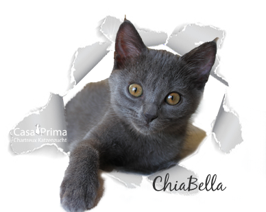 ChiaBella mit 13 Lebenswochen