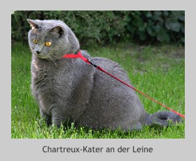Chartreux-Kater an der Leine