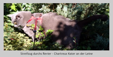 Streifzug durchs Revier - Chartreux-Kater an der Leine