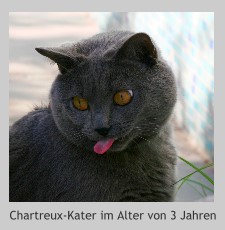 Unser Kater Anatol - 3 Jahre alt im Juni 2006