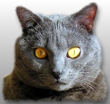 Kr�ftiger Chartreux-Kater