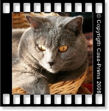 unser Kater Anatol