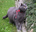 an der Leine - Chartreux-Kater ausgefhrt