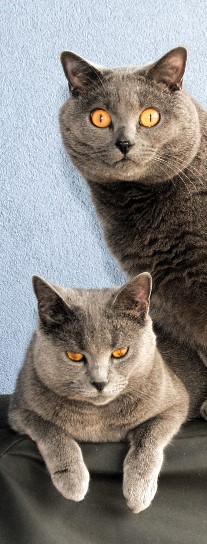 Bild: Chartreux Kater im Alter von 3 Jahren und Chartreux Katze im Alter von 2 Jahren