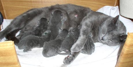 Die sch�ne Luna und ihre 6 Katzenbabys an der Milchbar
