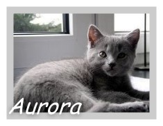 Luna's Baby Aurora