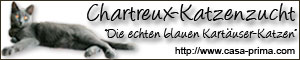 die echten Blauen Kartuser-Katzen - www.casa-prima.com