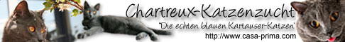 Casa-Prima Chartreux-Katzenzucht