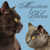 Chartreux Kartuser Katzen von Mystere Bleu - www.chartreux-mystere-bleu.de/index.php