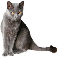 unsere Katzemama Gusti Katzenmama Gusti